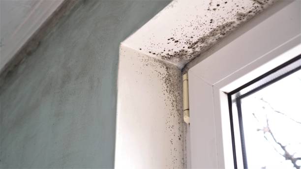 Best Mold Remediation for Healthcare Facilities  in Homosassa, FL
