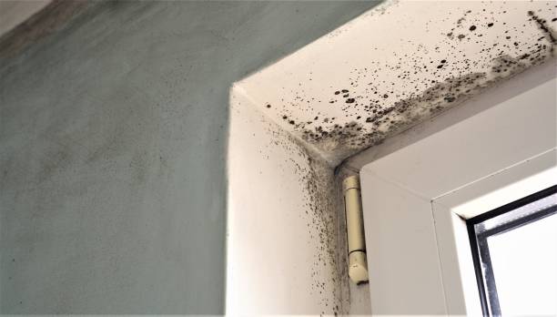  Homosassa, FL Mold Removal Pros
