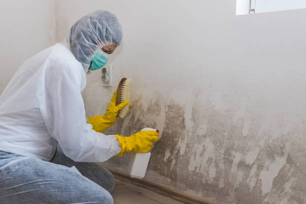 Best Airborne Mold Testing  in Homosassa, FL