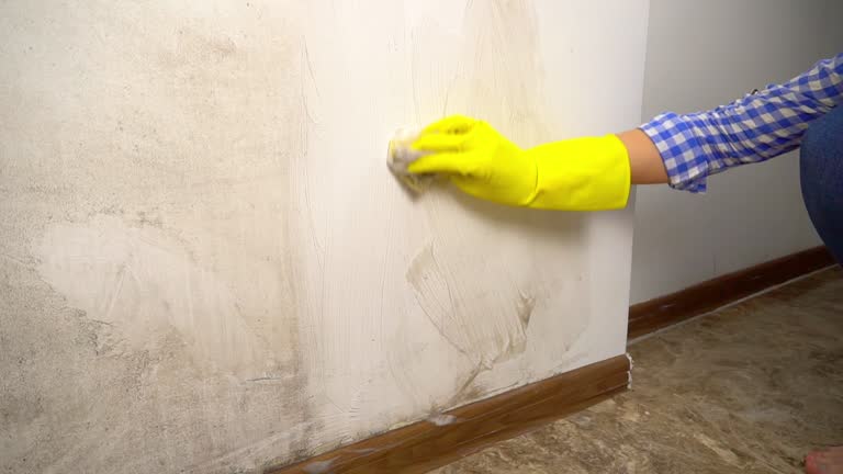Best Mold Damage Restoration  in Homosassa, FL