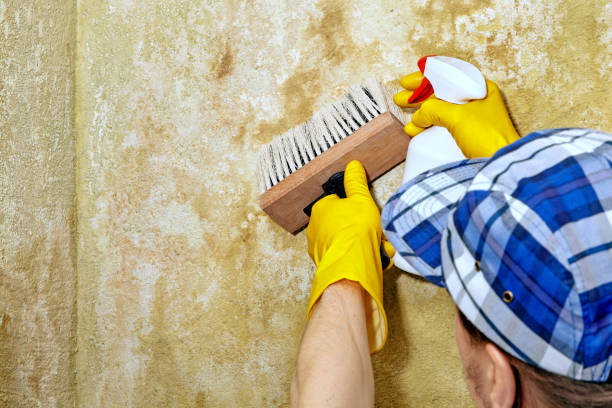 Biohazard Mold Removal in Homosassa, FL
