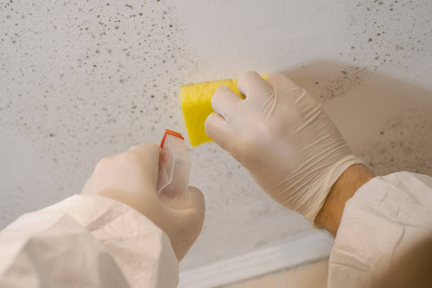 Best Biohazard Mold Removal  in Homosassa, FL