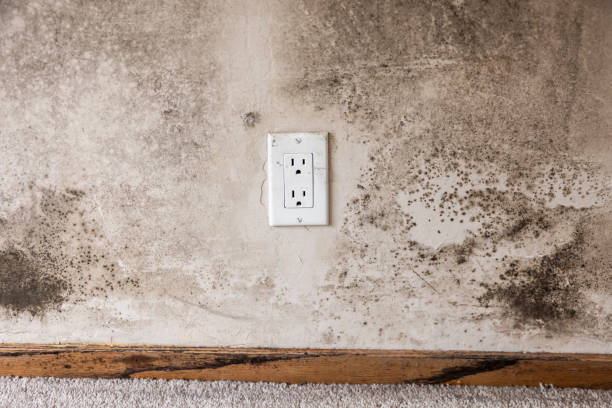 Forensic Mold Investigation in Homosassa, FL