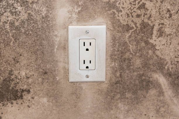 Best Emergency Mold Remediation  in Homosassa, FL