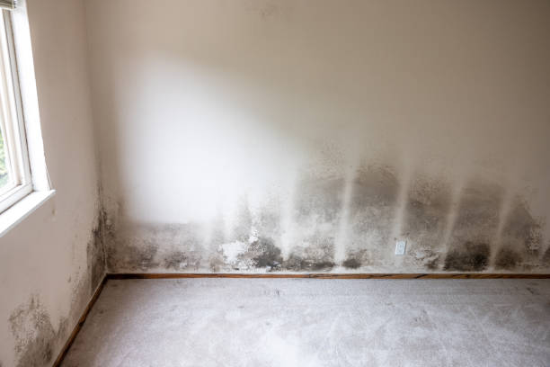 Best Asbestos and Lead Testing During Mold Inspection  in Homosassa, FL