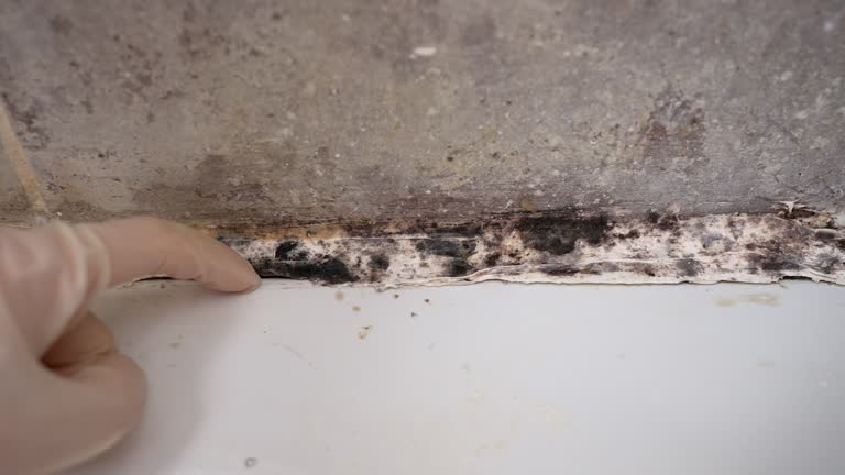Best Dehumidification Services  in Homosassa, FL