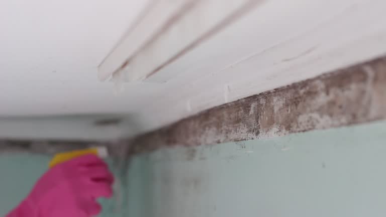 Best Basement Mold Removal  in Homosassa, FL